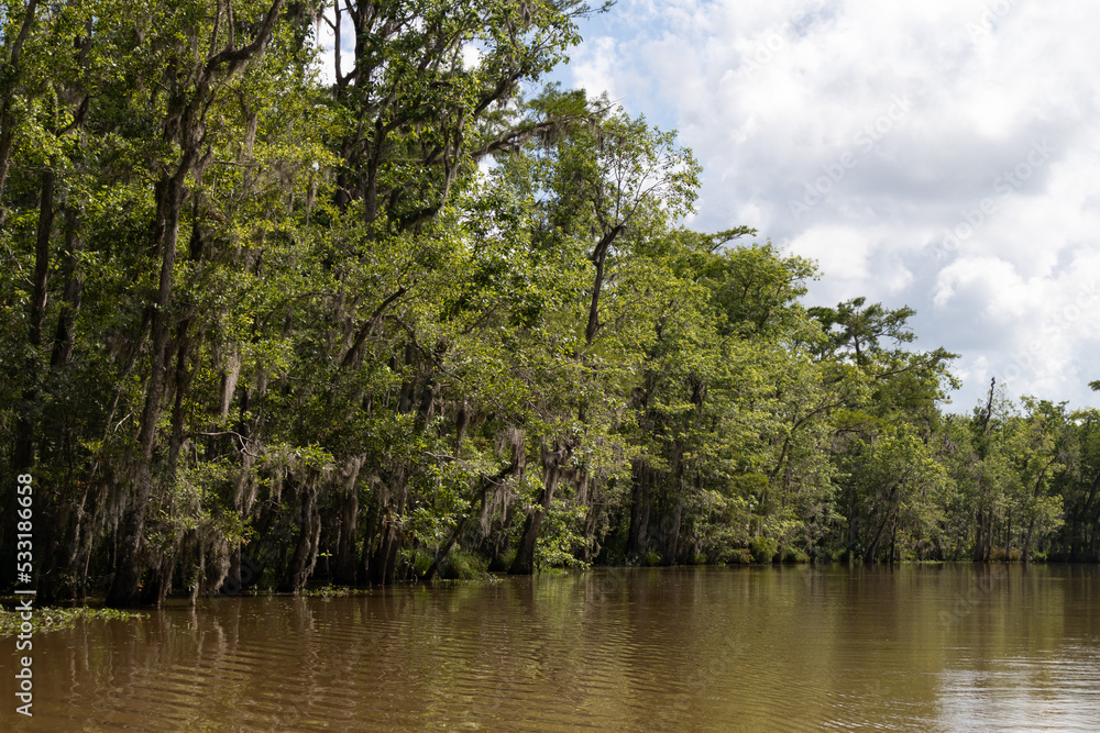 Honey Island Swamp Landscape with Green Trees Covered in Spanish Moss in Louisiana