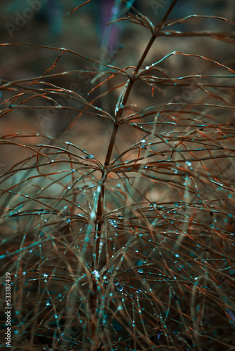 autumn leaves in the wind