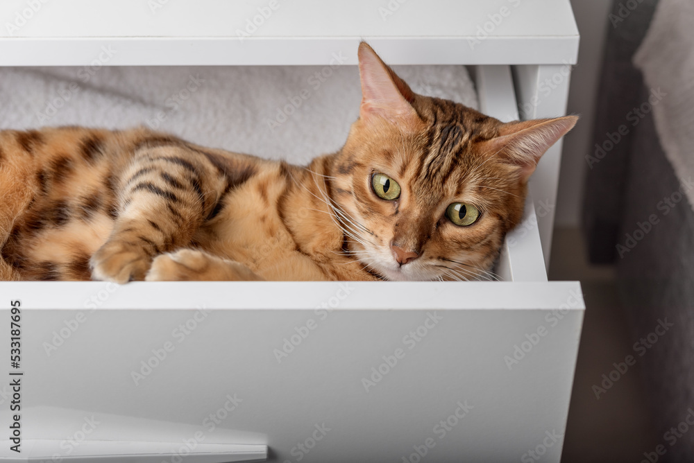 A cute Bengal cat lies in the linen drawer of the closet.