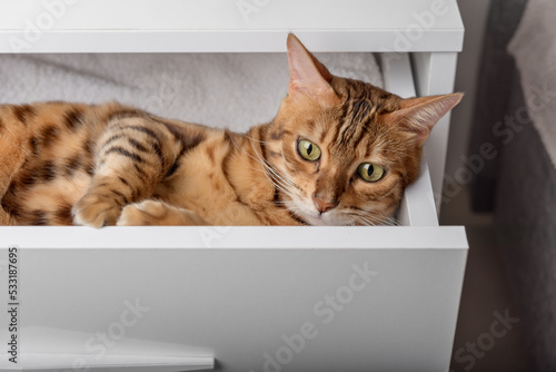 A cute Bengal cat lies in the linen drawer of the closet.