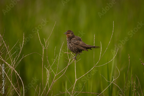 Female Red-wing Blackbird perched on a twig
