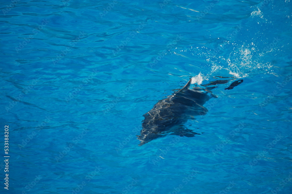 Fototapeta premium dauphin
