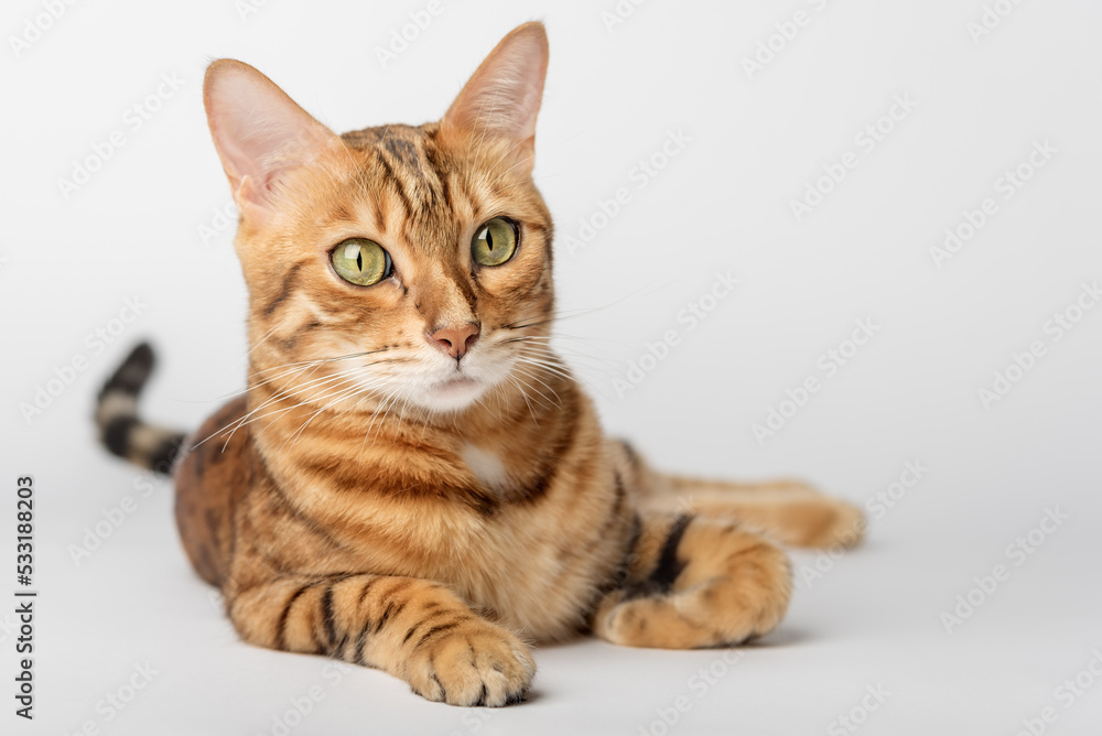 Bengal cat lies on a white background. Red cat isolated.