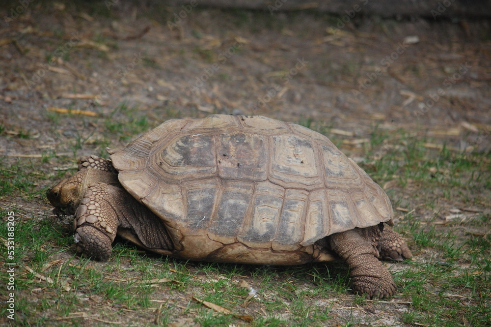 tortue