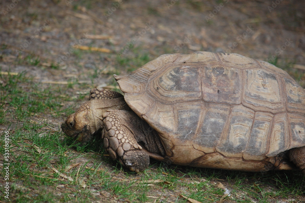 Obraz premium tortue