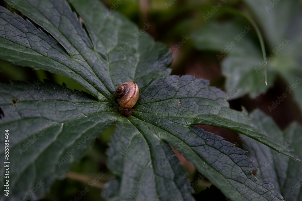 A small snail crawls in the middle of a large green leaf of a plant close-up A small snail crawls in the middle of a large green leaf of a plant close-up