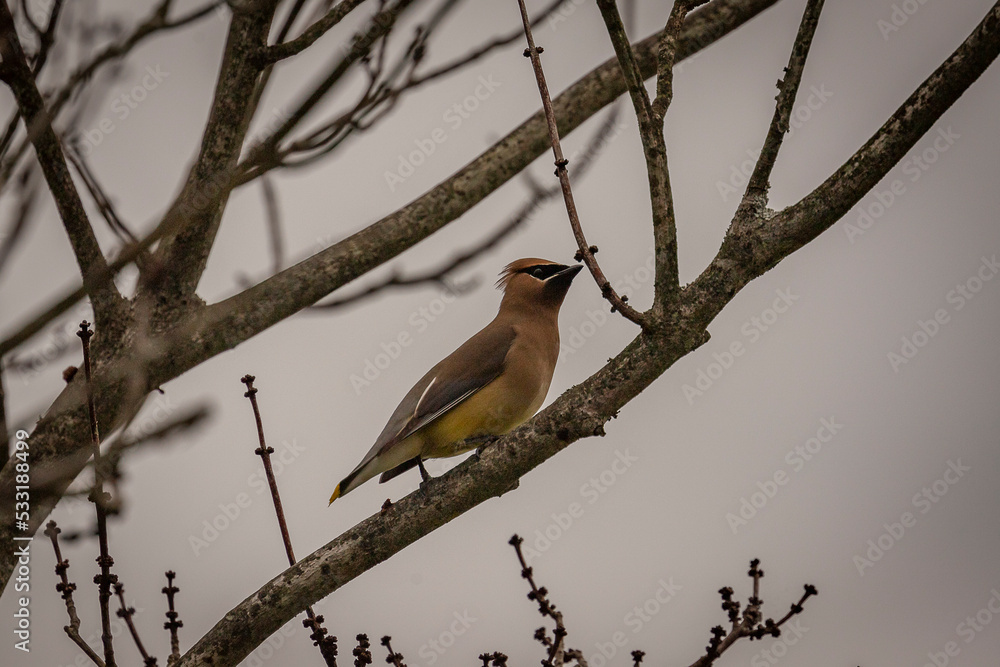 Fototapeta premium Cedar Waxwing perched on a tree branch