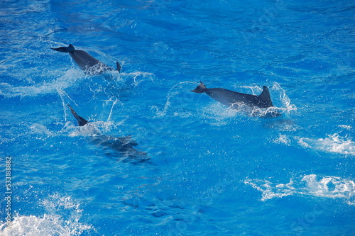 dauphins © Sylvain