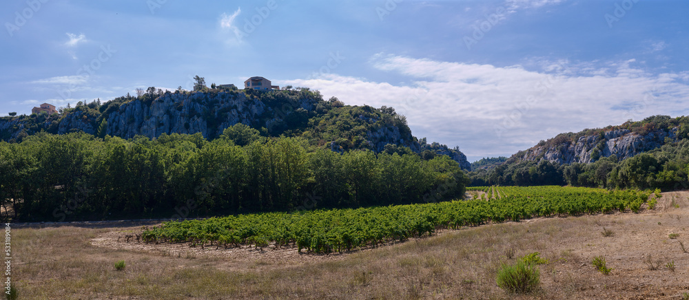 Naklejka premium Widok na prowansalskie winnice, panorama. Zielone winorośla ukryte w zacisznej dolinie wśród wzgórz.