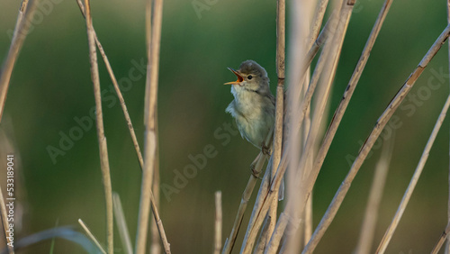 singing reed warbler photo