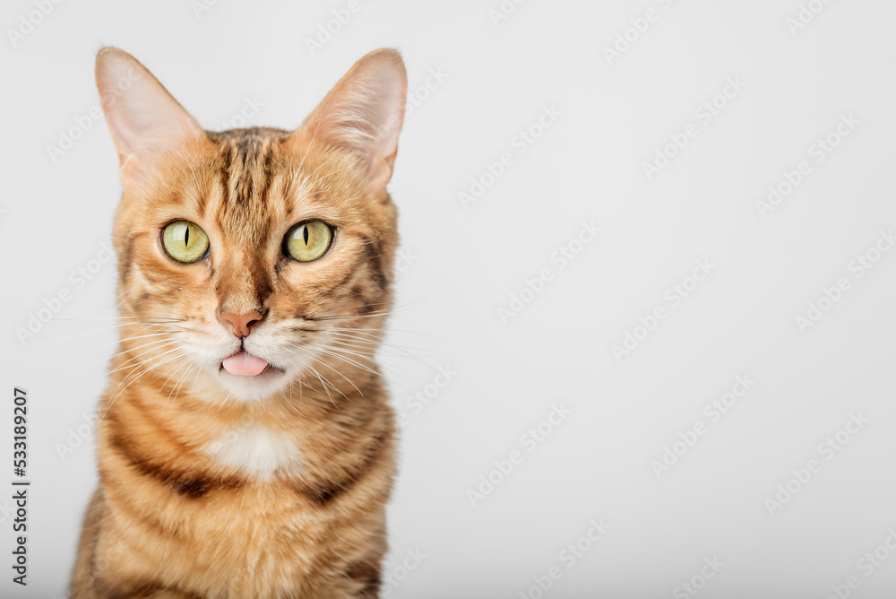 Portrait of a Bengal shorthair cat close-up on a white background.