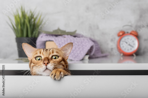 The Bengal cat is hiding in the white drawer of the wardrobe.