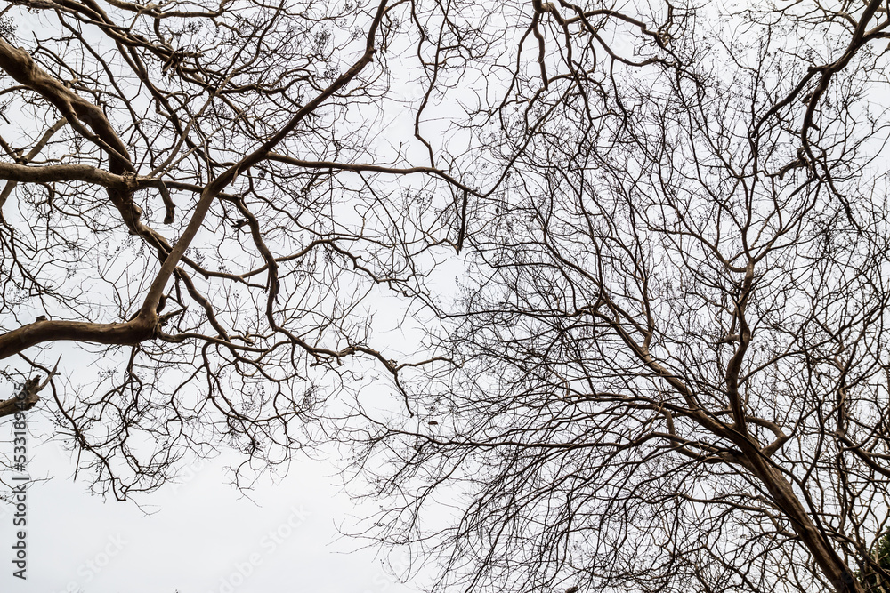 Bare tree branches on a white background Bare tree branches on a white background