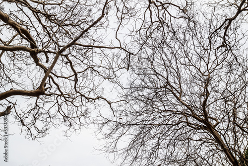 Bare tree branches on a white background © Nulekkk