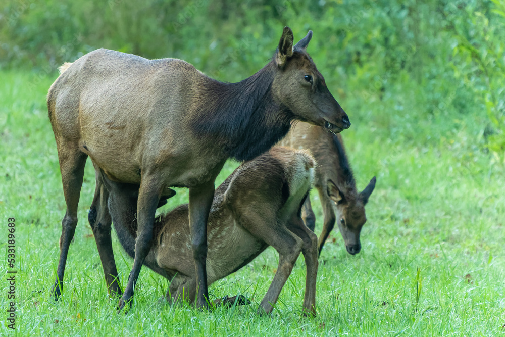 Elk calf nursing from cow Elk calf nursing from cow