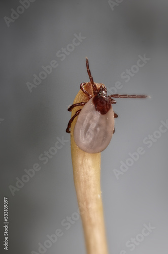 Tique du hérisson (Ixodes hexagonus)