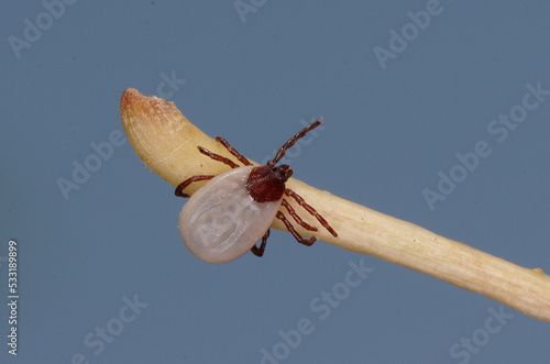 Fotografia Tique du hérisson (Ixodes hexagonus)