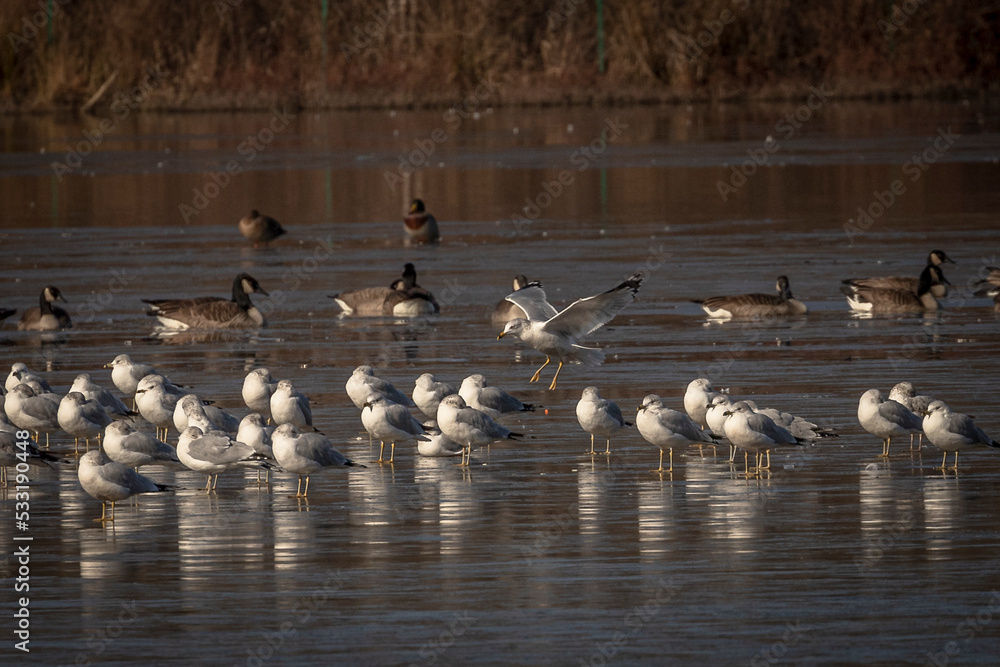 Fototapeta premium Seagulls and Canada Geese on the frozen water of the marsh