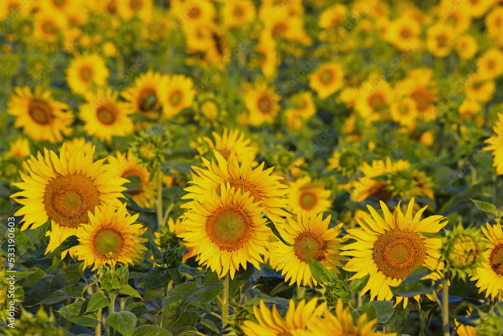 Obraz premium Słoneczniki