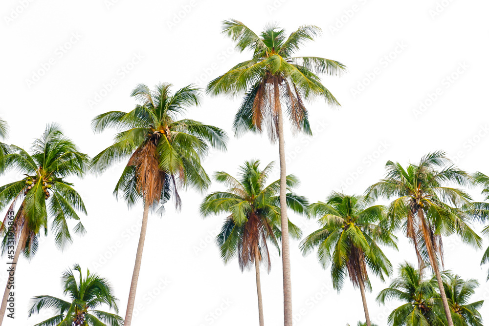 Coconut palm trees on white background Coconut palm trees on white background