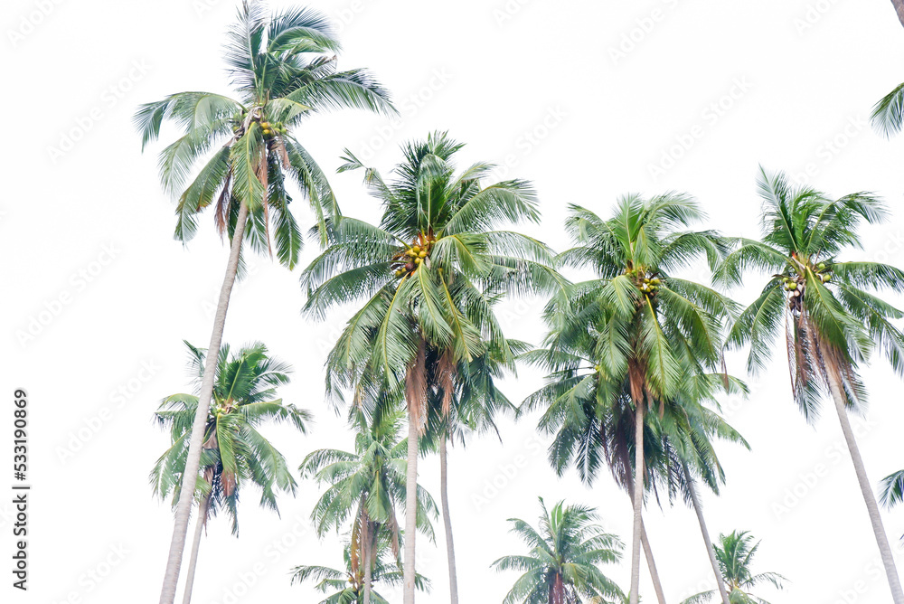 Coconut palm trees on white background