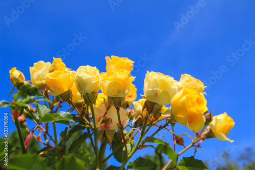 Εκτύπωση καμβά yellow rose with blue sky