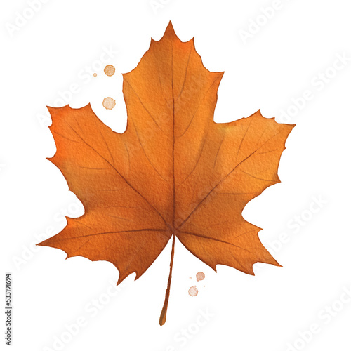 Photography Maple Leaf Watercolor Isolated