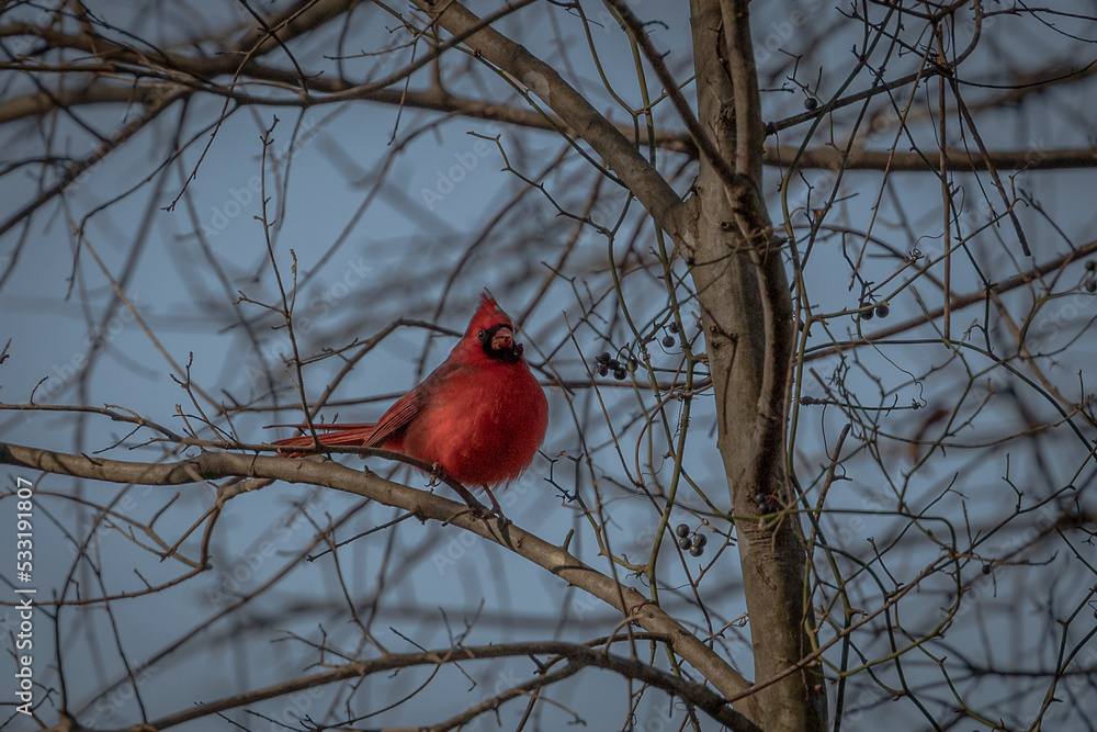 Male Northern cardinal perched on a tree branch Male Northern cardinal perched on a tree branch