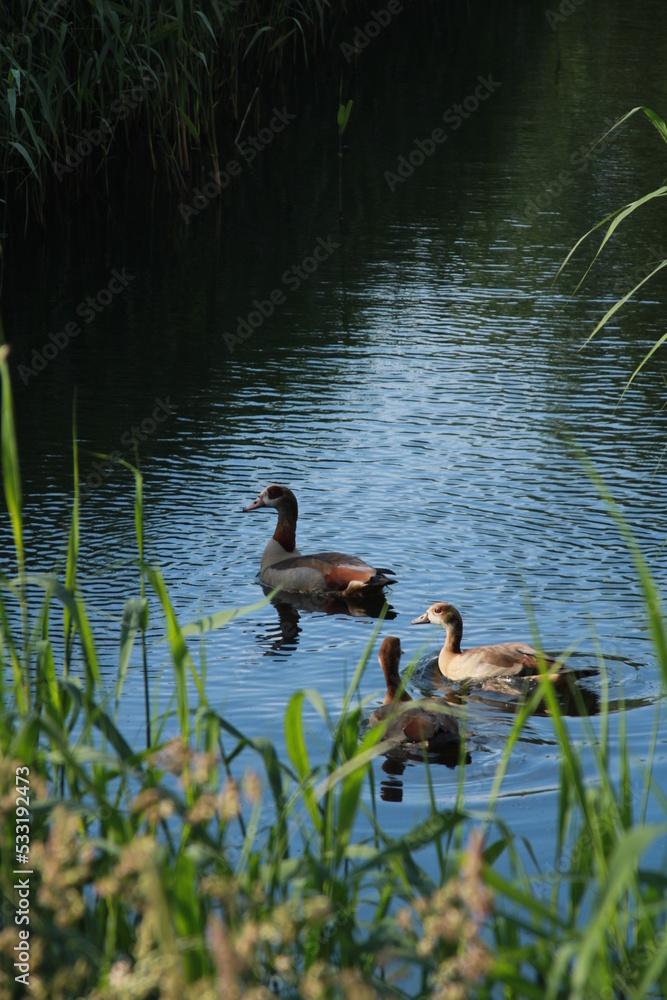 Three ducks