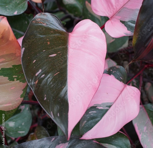 Beautiful pink and dark green half moon leaf of Philodendron Pink Princess