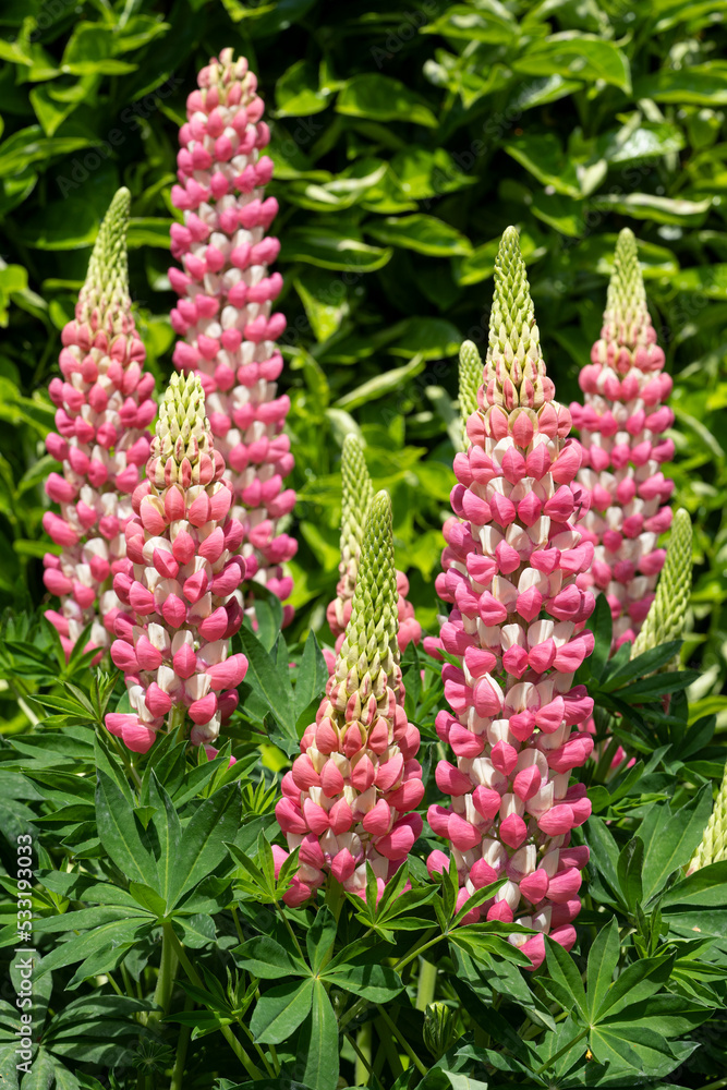 Garden Lupin, Lupinus polyphyllus Garden Lupin, Lupinus polyphyllus