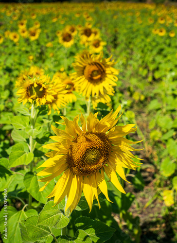 close up sunfllower in sunflower field in a sunny day photo