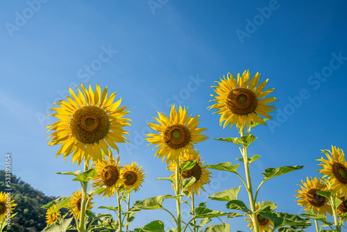 Sunflower field in a sunny day with blue sky in the background