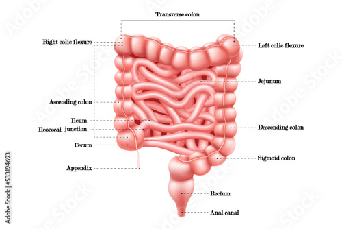 Intestine anatomy. Human body digestive system bowel infographic with duodenum, colon and jejunum. Internal abdominal organ. Medical education, hospital or school banner. Realistic 3d vector