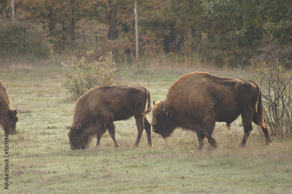Bisontes Bisontes