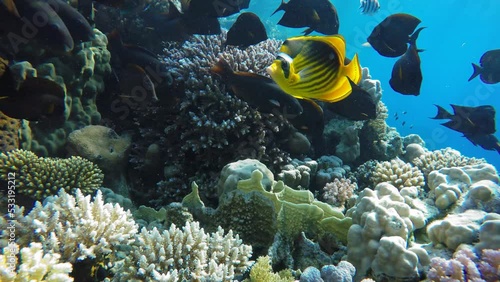 Wallpaper Mural Coral reef, tropical fish. Warm ocean and clear water. Underwater world. Torontodigital.ca