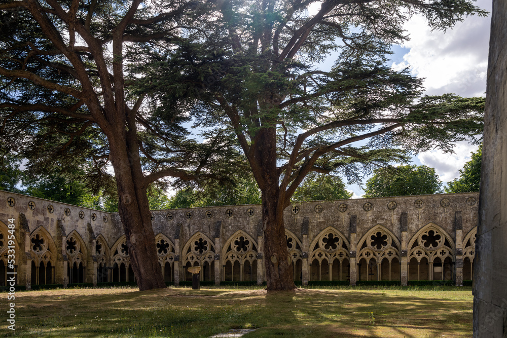 Two giant cedar trees in Salisbury cathedral cloister, the largest in England, Wiltshire, England