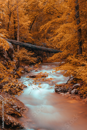 Fototapeta Naklejka Na Ścianę i Meble -  Colorful golden yellow leaves and forest trees stand along the flowing creek bank in an Arkansas wilderness. 