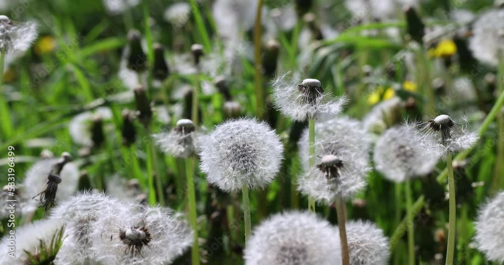 A field with a large number of dandelions in summer and windy weather, an agricultural field with dandelions and grass for feeding cows and other animals A field with a large number of dandelions in summer and windy weather, an agricultural field with dandelions and grass for feeding cows and other animals