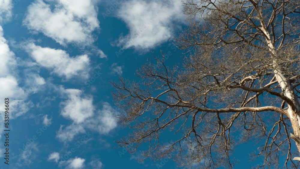 A tall tree that died because of human activity A tall tree that died because of human activity