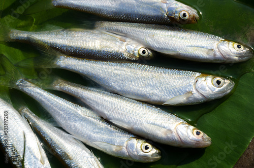 A lot of Bleak (Alburnus alburnus) on a green leaf of a water lily close-up. photo