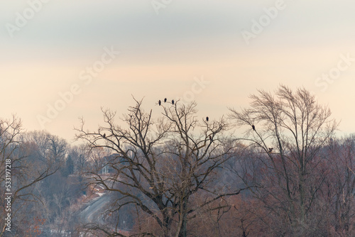 Many Bald Eagles Perched In A Tree In January At Sunset