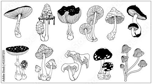 Collection of botanical sketches of forest mushrooms of pale grebe. Vector graphics.