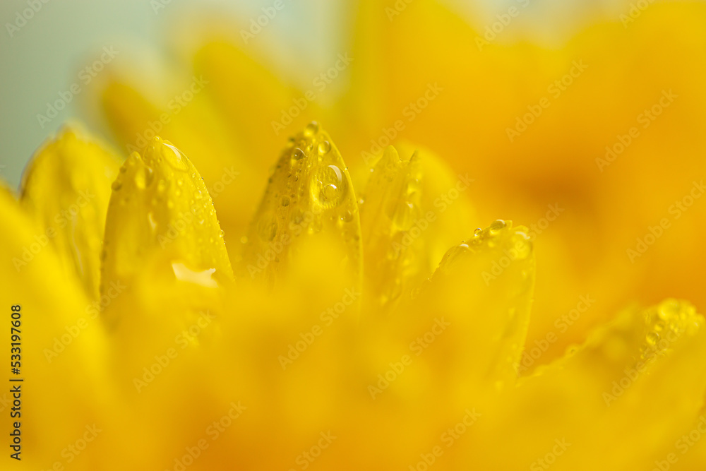 macro yellow flower texture,Yellow flower background, macro yellow flower texture,Yellow flower background,