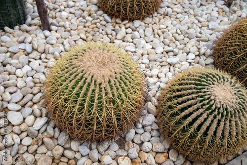 GOLDEN BARREL CACTUS is a cactus in the ECHINOCACTUS group  originated in the eastern part of Mexico. Its scientific name is ECHINOCACTUS GRUSONII. Well-drained sandy loam. Needs moderate water.