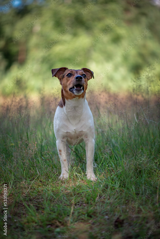 Beautiful purebred Jack Russell Terrier on a walk in the summer forest. Beautiful purebred Jack Russell Terrier on a walk in the summer forest.
