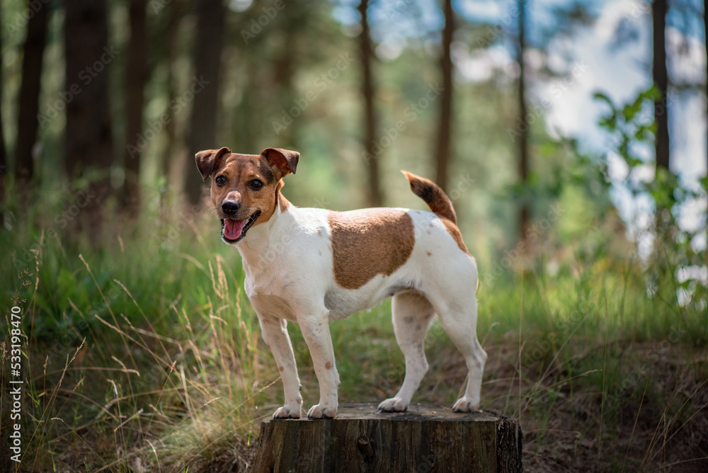Beautiful purebred Jack Russell Terrier on a walk in the summer forest.