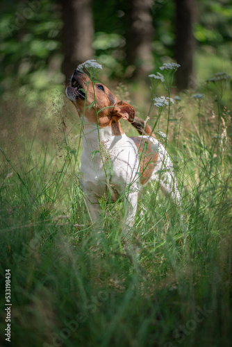 Fototapeta Naklejka Na Ścianę i Meble -  Beautiful purebred Jack Russell Terrier on a walk in the summer forest.