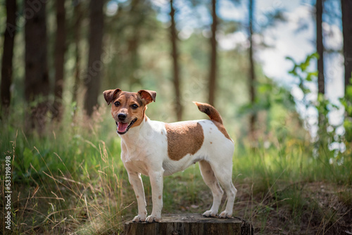 Fototapeta Naklejka Na Ścianę i Meble -  Beautiful purebred Jack Russell Terrier on a walk in the summer forest.