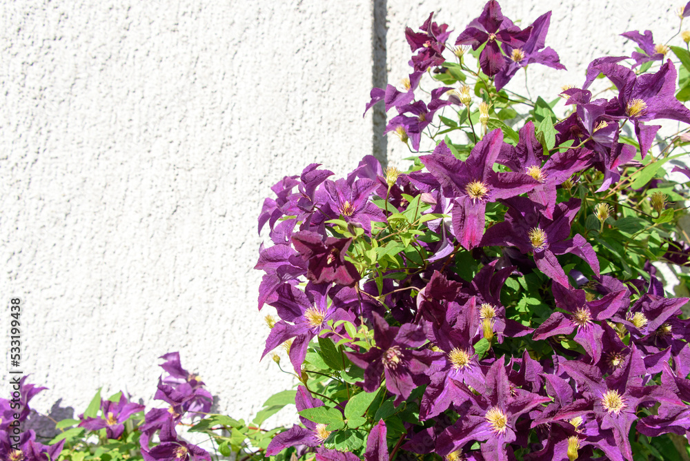 Beautiful purple flowers of clematis jackmanii, climbing the white facade of the building